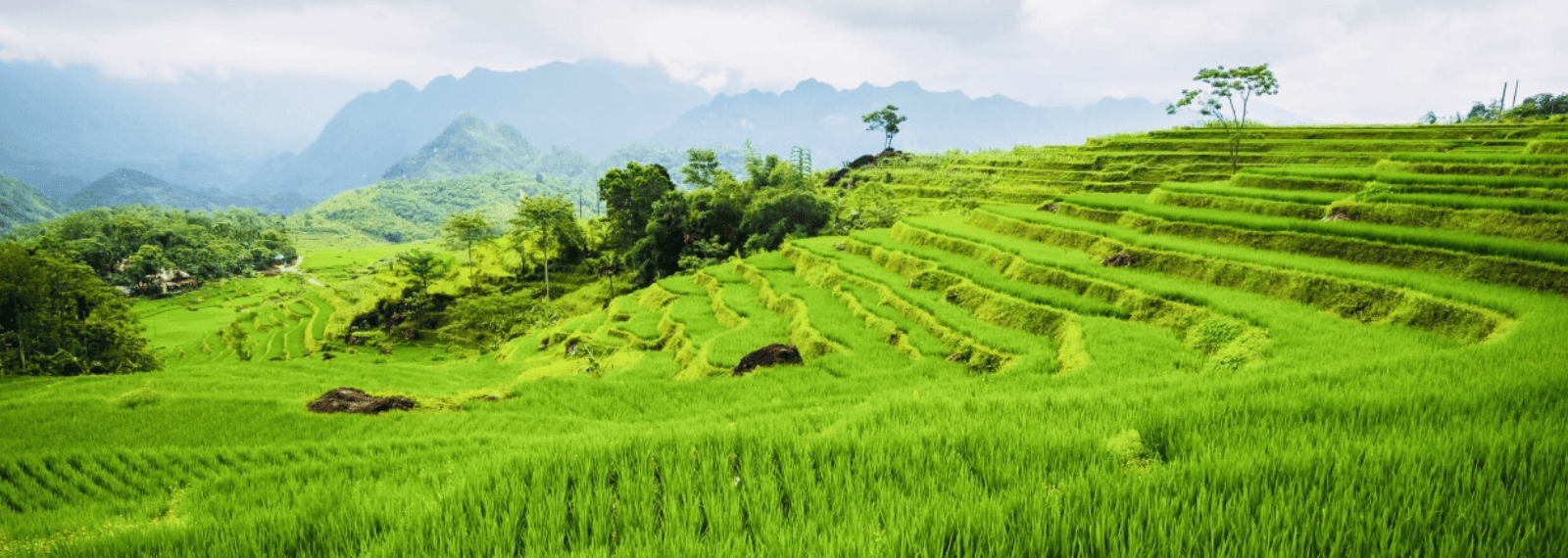 Paysage spectaculaire de rizières en terrasses et de montagnes verdoyantes dans la réserve naturelle de Pu Luong, Thanh Hoa
