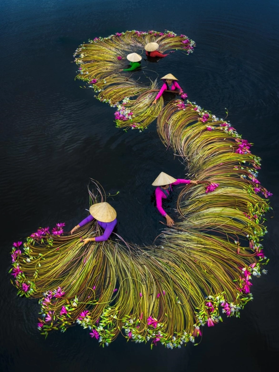 Femmes en chapeaux coniques récoltant des fleurs de nénuphars en forme de spirale dans les eaux du Delta du Mékong