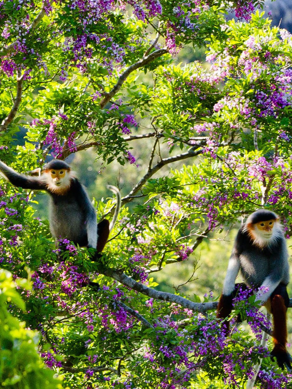 Péninsule de Son Tra (Montagne des Singes)