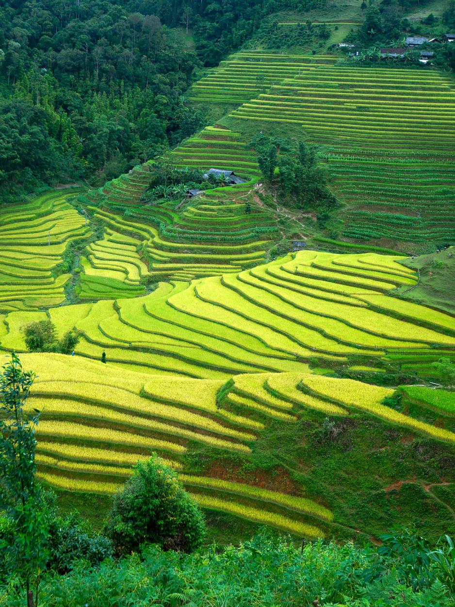 Splendides rizières en terrasses dorées sculptées sur les montagnes de Ha Giang au Nord du Vietnam
