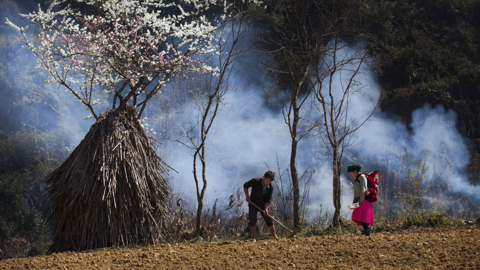 Scène de vie quotidienne et arbres en fleurs dans le paysage sauvage et authentique de Ha Giang
