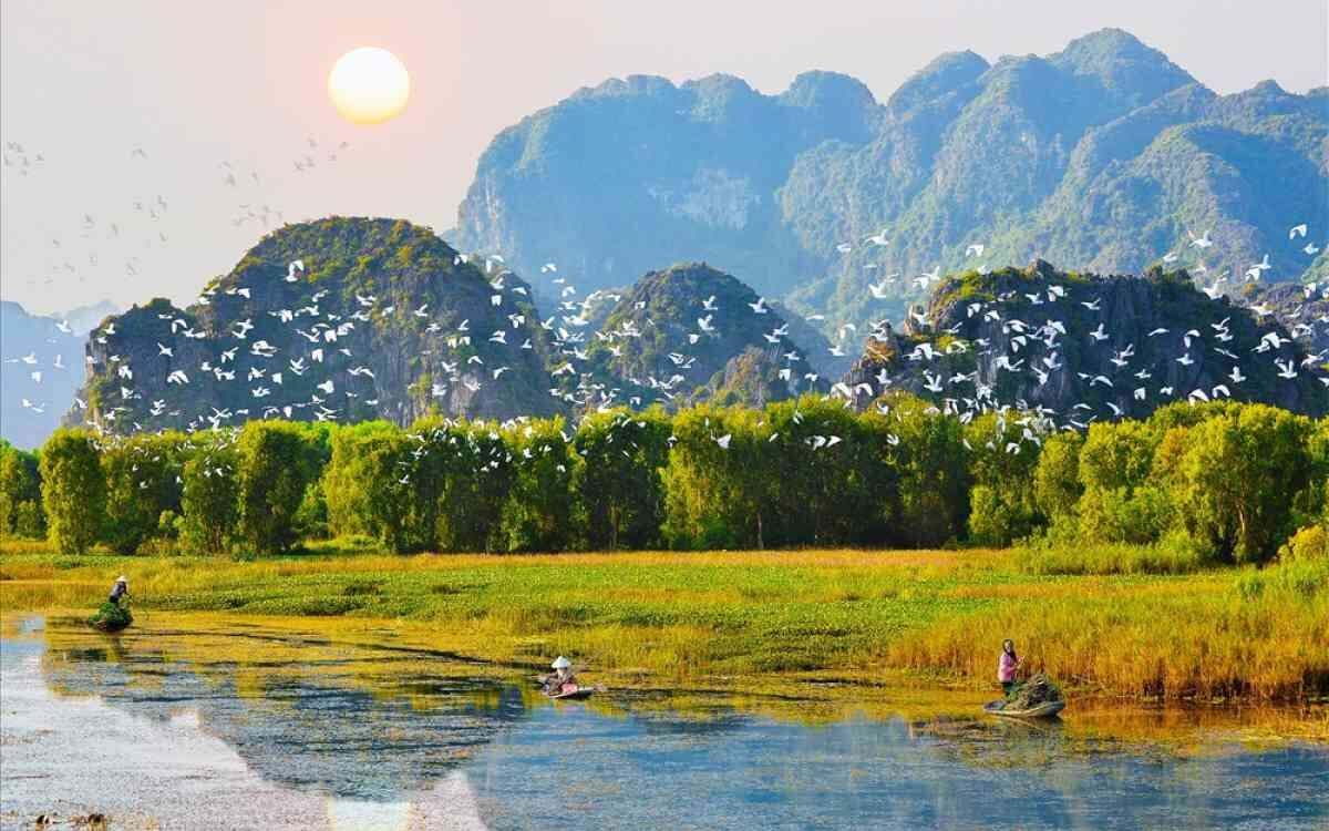 Nuée d'oiseaux blancs survolant la réserve naturelle de Van Long au coucher du soleil à Ninh Binh