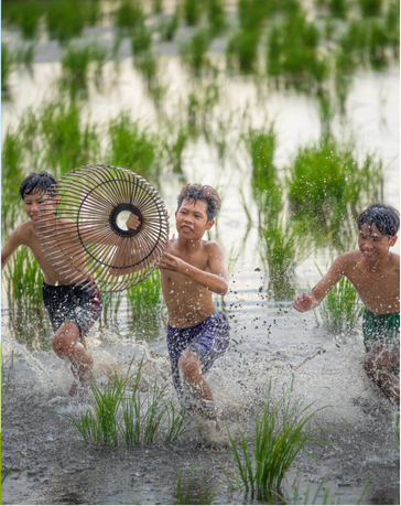 Trois garçons s'amusant à attraper du poisson avec un panier traditionnel dans une rizière inondée